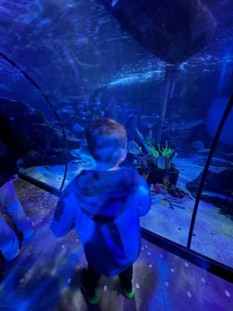 Young boy looking at fish at aquarium 