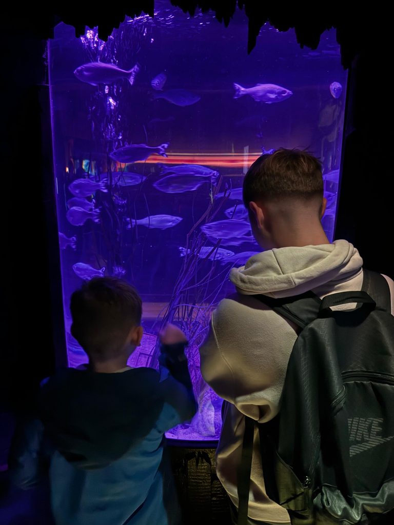 Two boys looking at fish in an aquarium