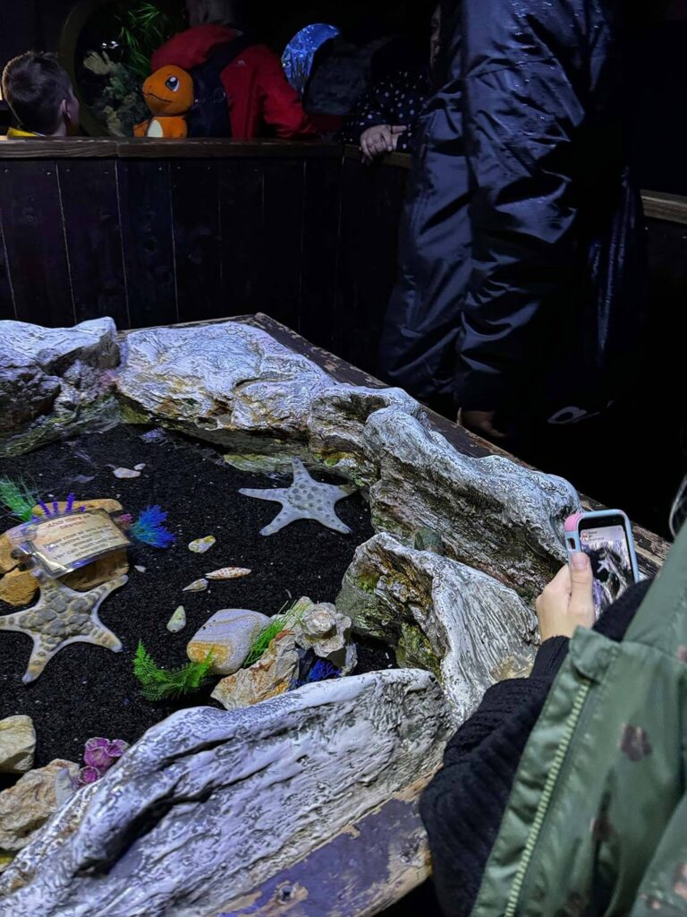 Star fish in a tank - fostering families at theme park