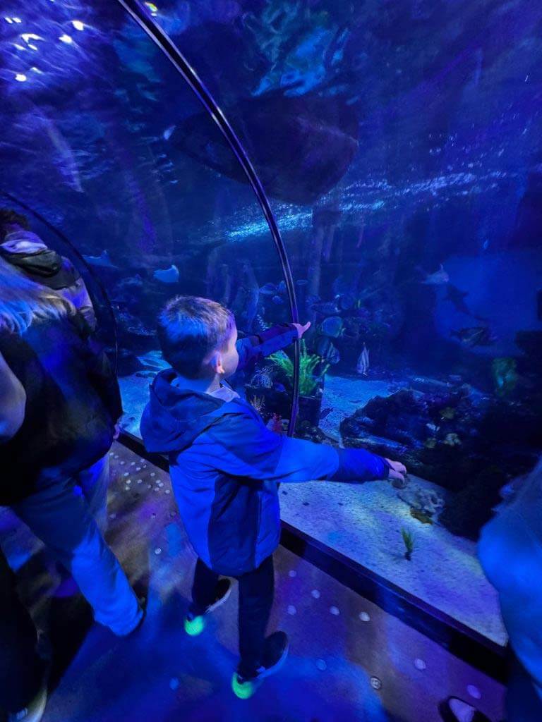 Young boy pointing to stingray at aquarium