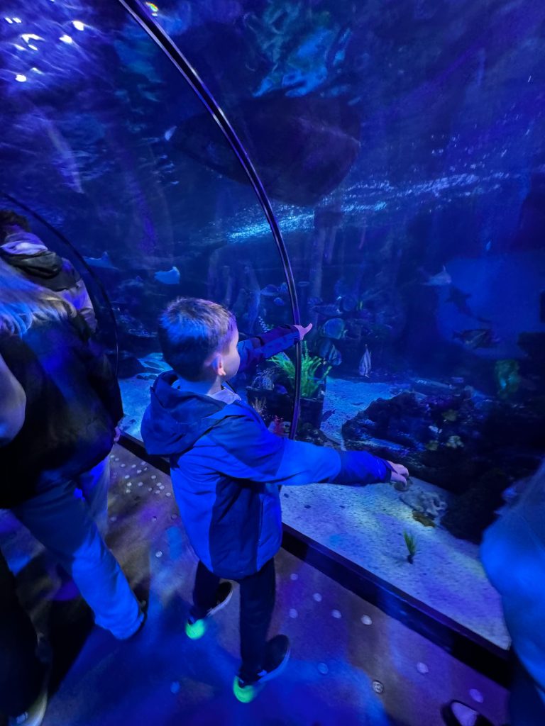 Young boy pointing to stingray at aquarium 