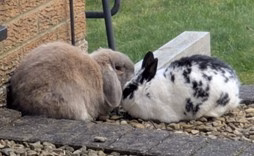 A warm welcome from one of our newest fostering families
